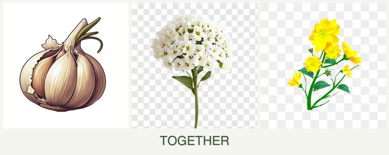 Can you plant garlic, alyssum and calendula together?