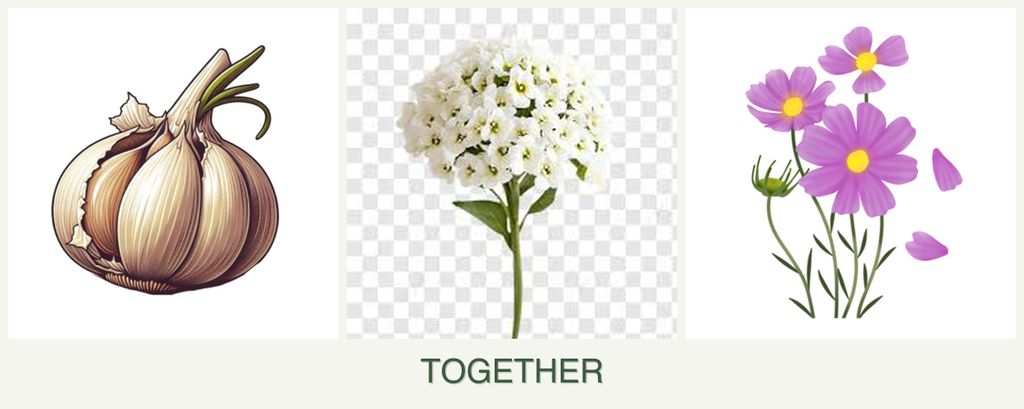 Can you plant garlic, alyssum and cosmos together?