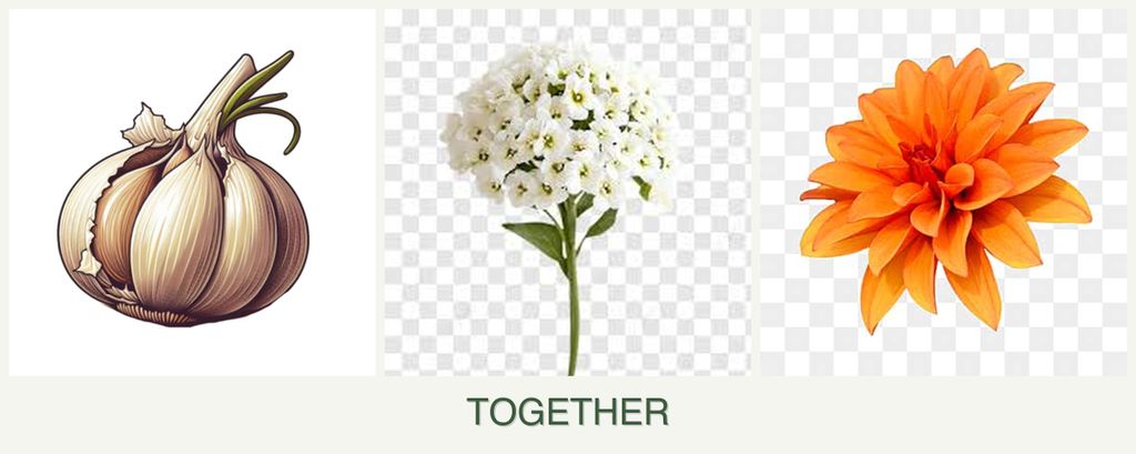 Can you plant garlic, alyssum and dahlias together?