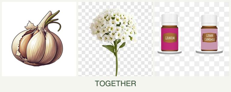 Can you plant garlic, alyssum and geraniums together?