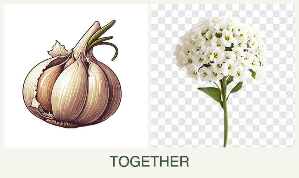 Can you plant garlic and alyssum together?