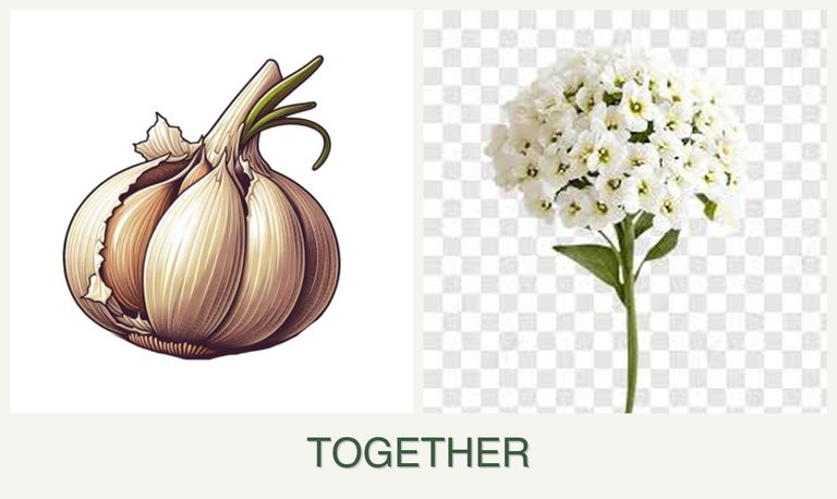 Can you plant garlic and alyssum together?