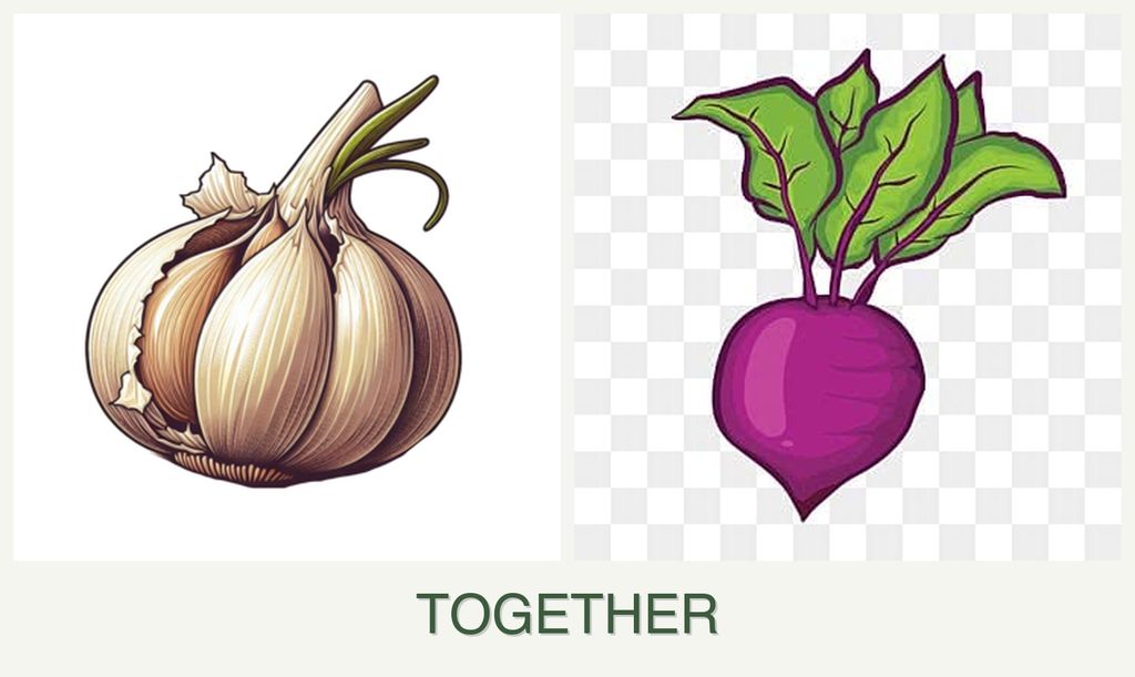 Can you plant garlic and beets together?