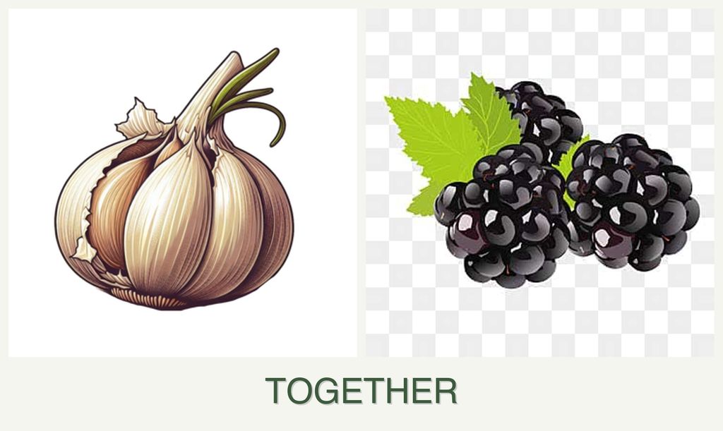 Can you plant garlic and blackberries together?