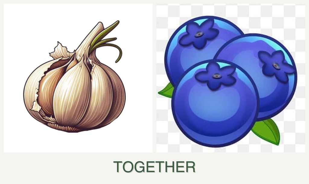 Can you plant garlic and blueberries together?