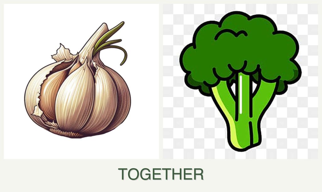 Can you plant garlic and broccoli together?