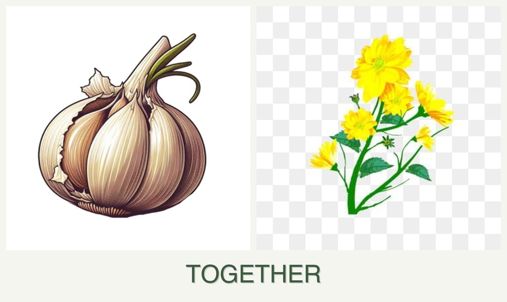 Can you plant garlic and calendula together?