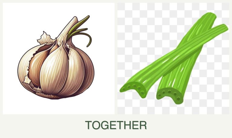 Can you plant garlic and celery together?