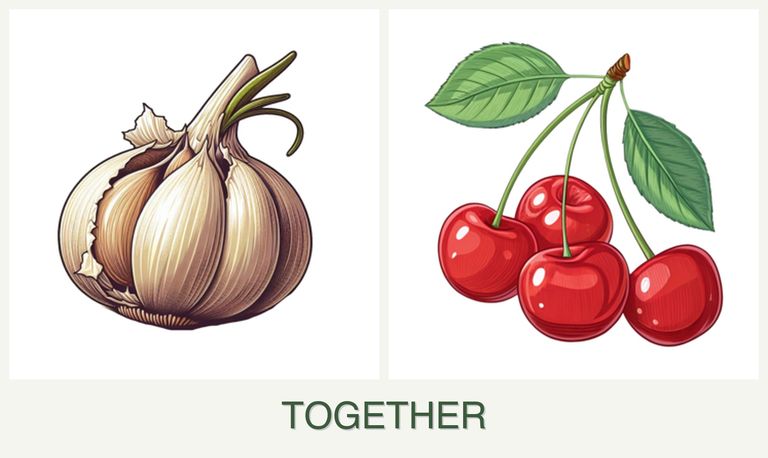 Can you plant garlic and cherries together?