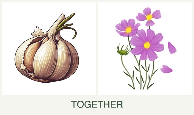 Can you plant garlic and cosmos together?