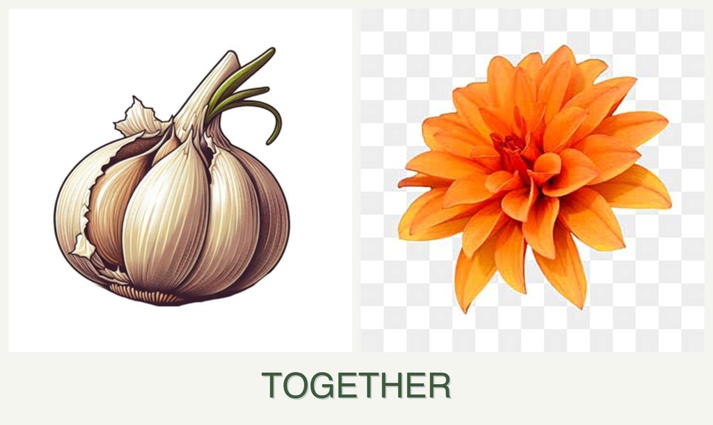 Can you plant garlic and dahlias together?