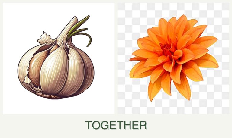 Can you plant garlic and dahlias together?