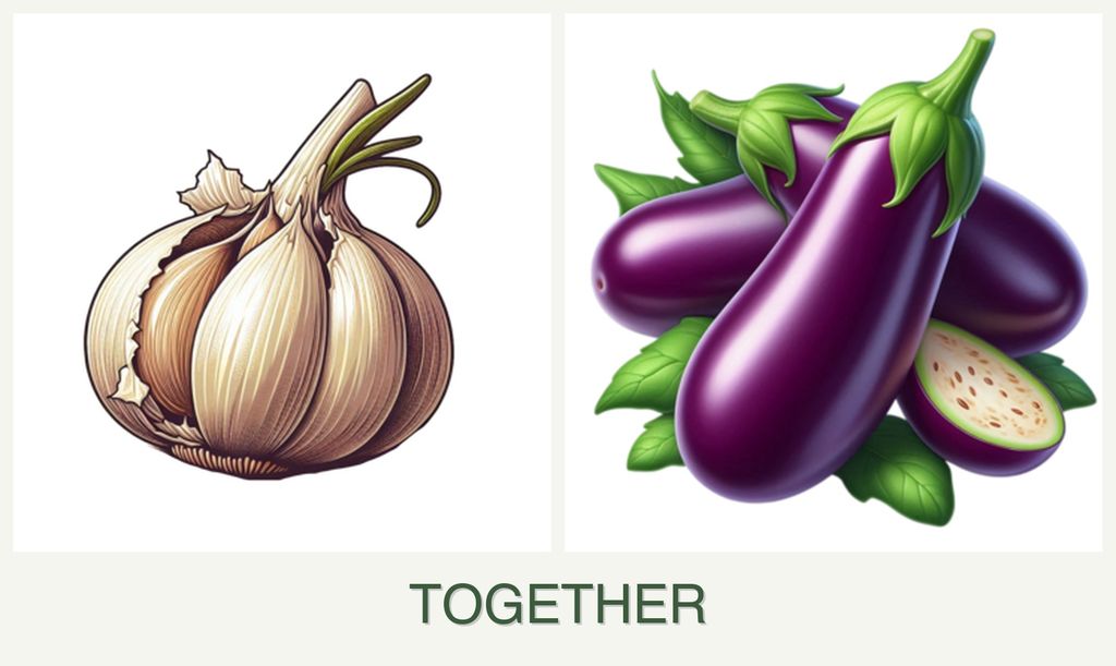 Can you plant garlic and eggplant together?