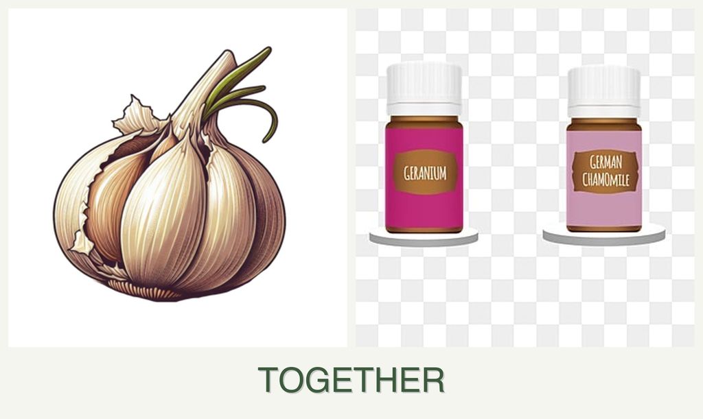 Can you plant garlic and geraniums together?