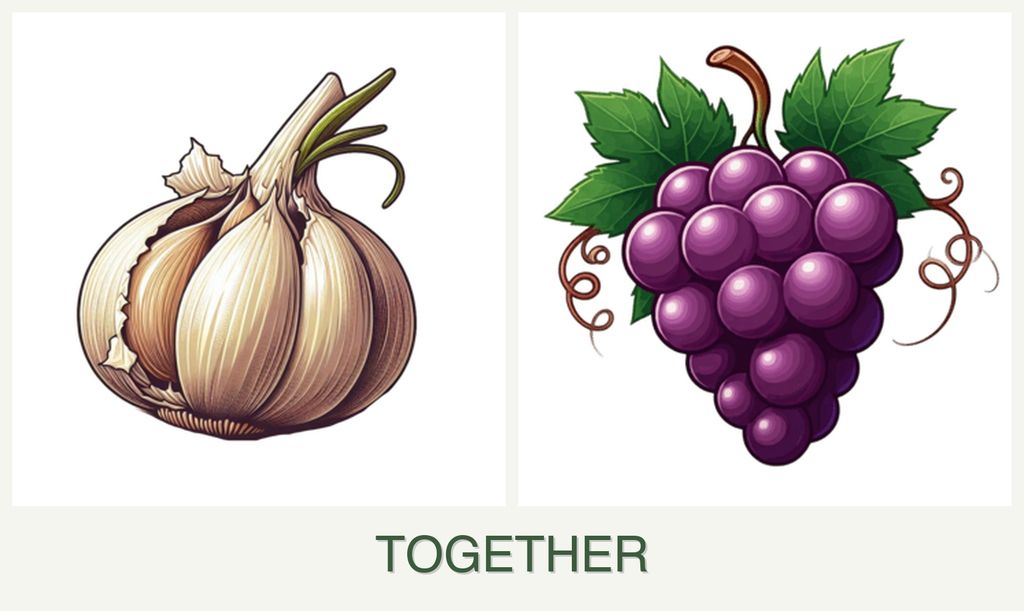 Can you plant garlic and grapes together?