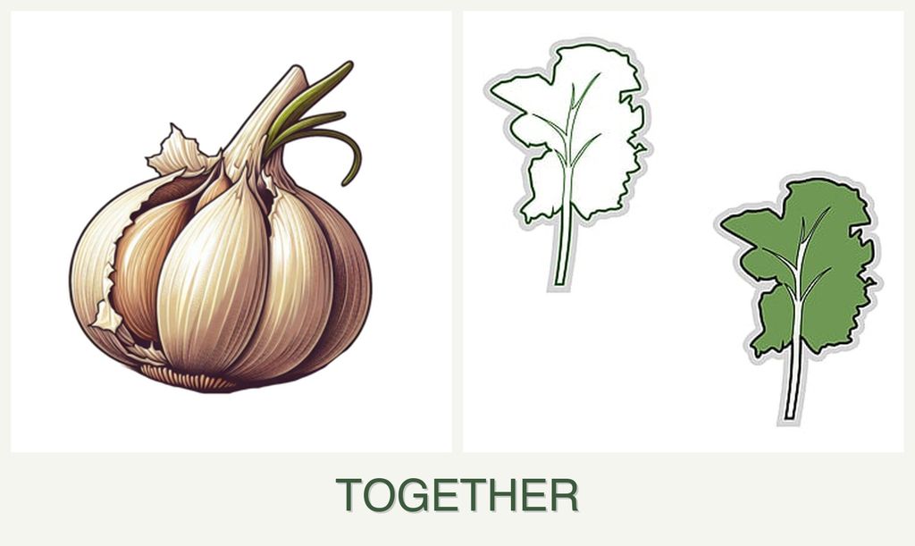 Can you plant garlic and kale together?
