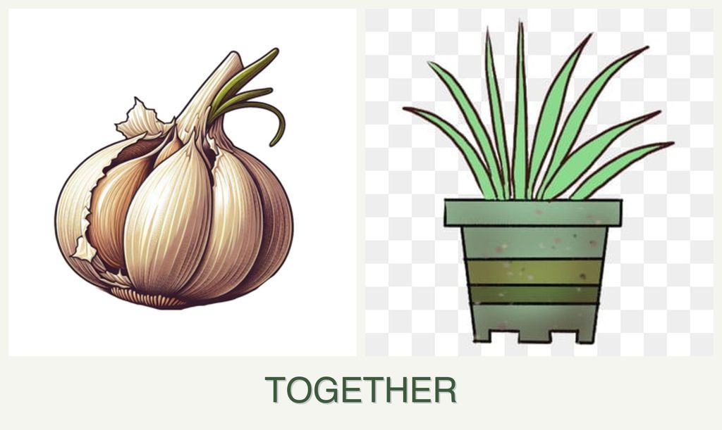 Can you plant garlic and lemongrass together?