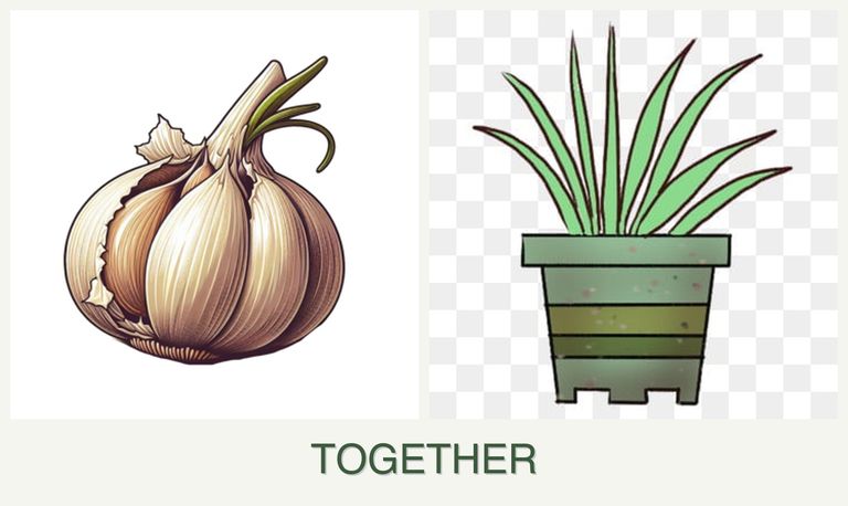 Can you plant garlic and lemongrass together?
