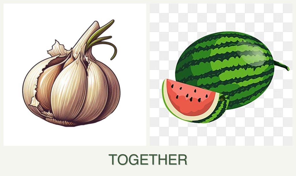 Can you plant garlic and melons together?