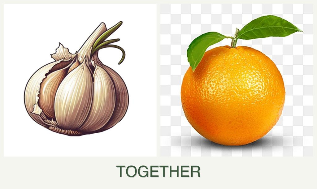 Can you plant garlic and oranges together?