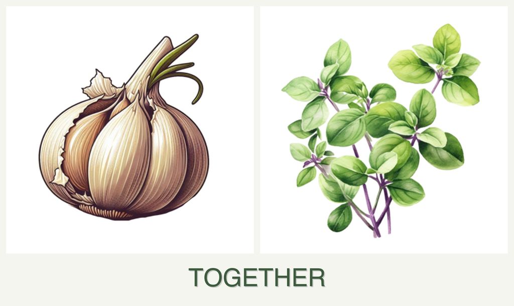 Can you plant garlic and oregano together?