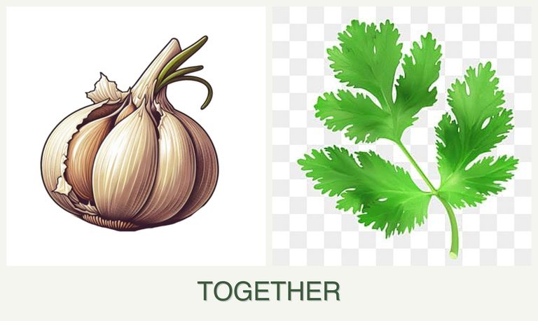 Can you plant garlic and parsley together?