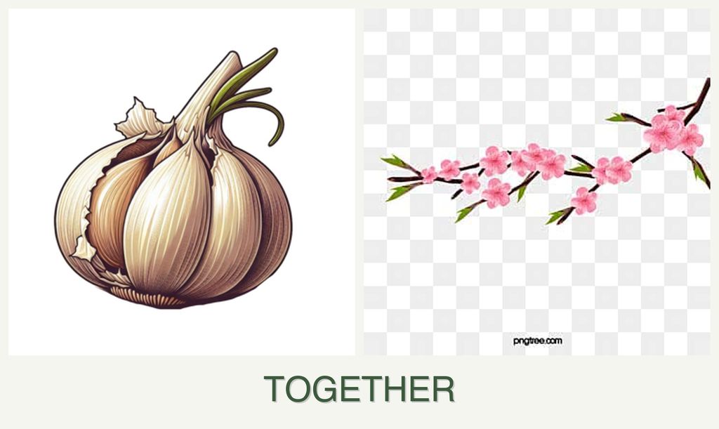 Can you plant garlic and peaches together?