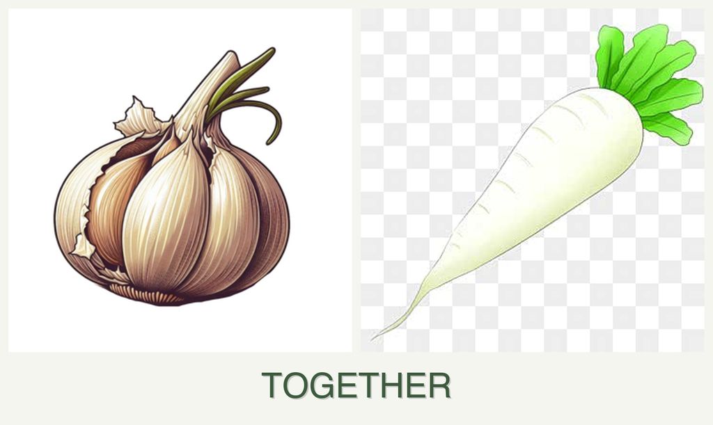 Can you plant garlic and radishes together?