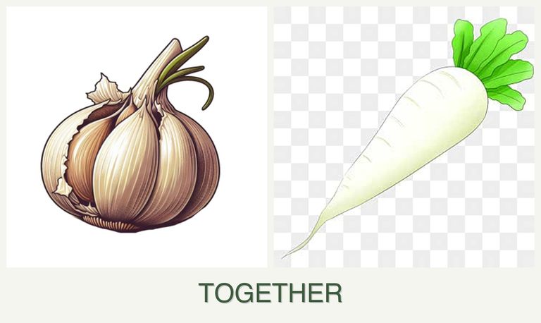 Can you plant garlic and radishes together?