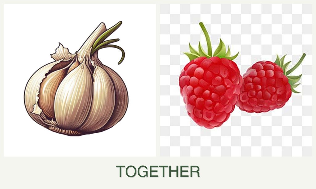Can you plant garlic and raspberries together?