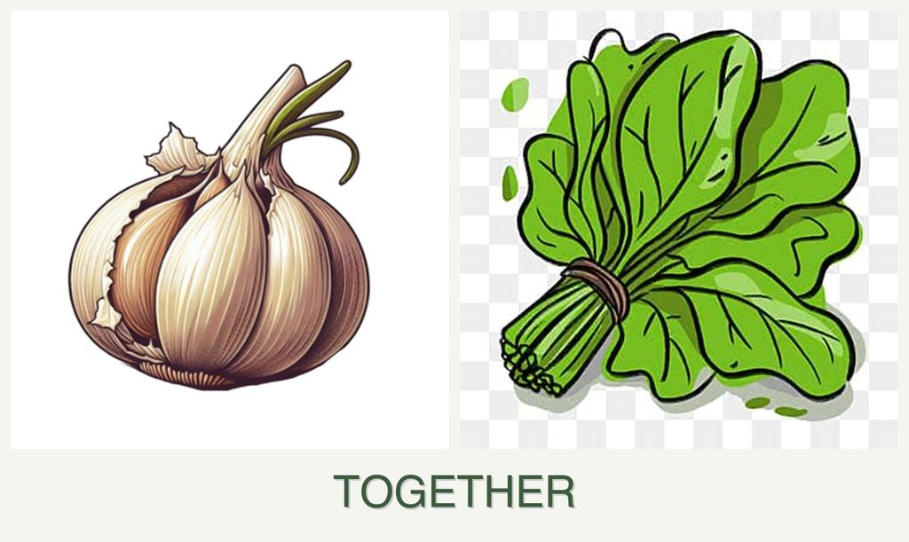 Can you plant garlic and spinach together?