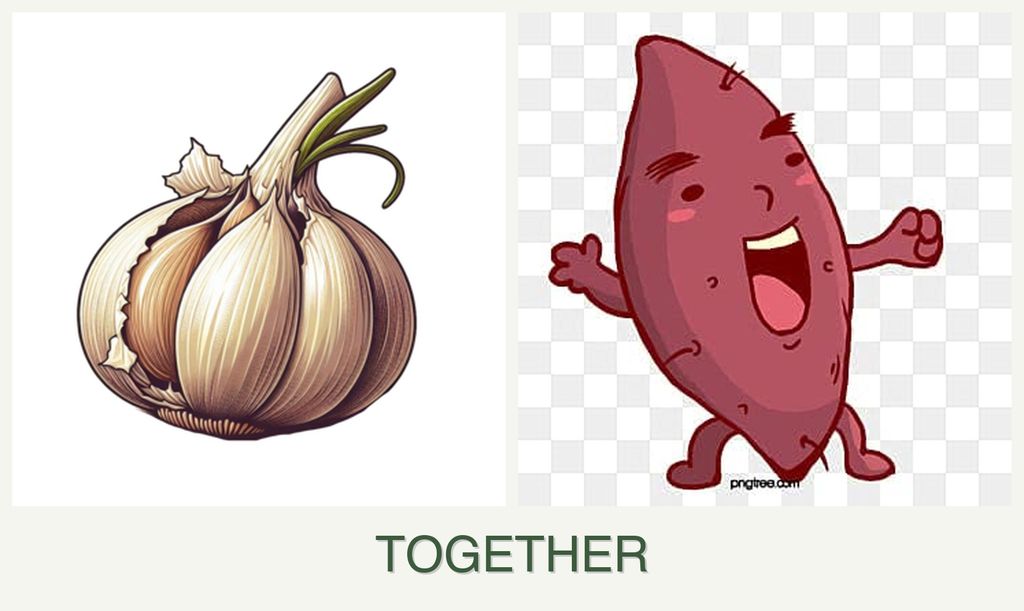 Can you plant garlic and sweet potatoes together?