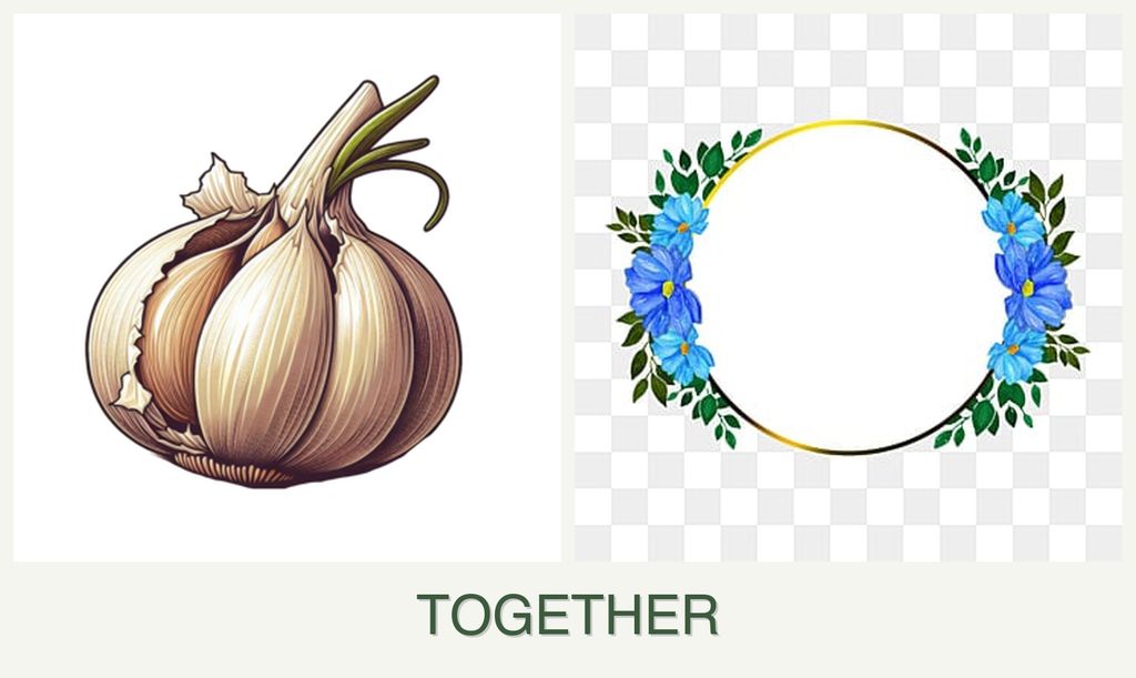 Can you plant garlic and zinnias together?