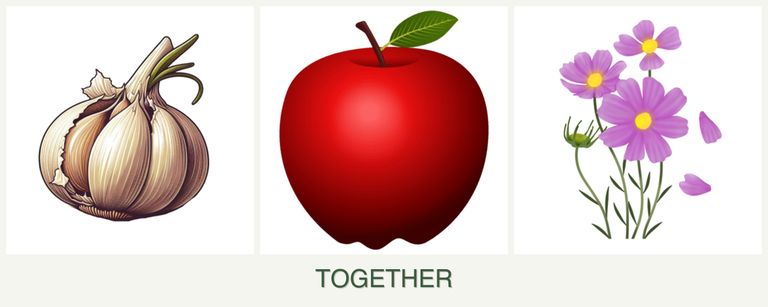 Can you plant garlic, apples and cosmos together?