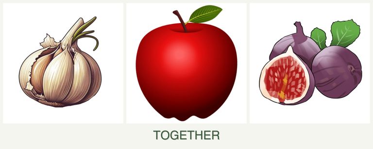 Can you plant garlic, apples and figs together?