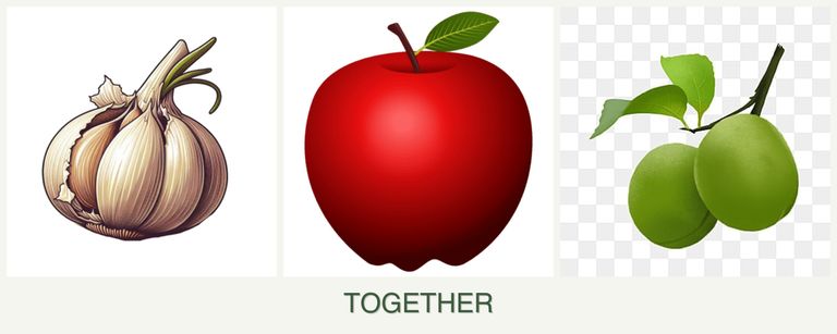 Can you plant garlic, apples and plums together?