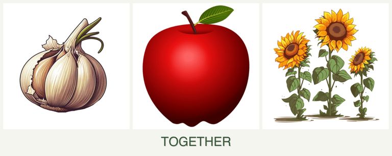 Can you plant garlic, apples and sunflowers together?