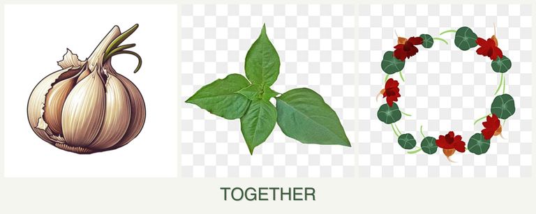 Can you plant garlic, basil and nasturtiums together?
