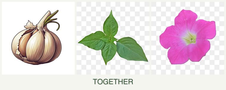 Can you plant garlic, basil and petunias together?