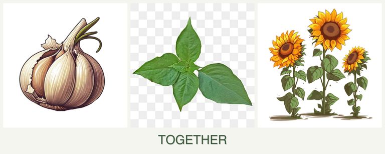 Can you plant garlic, basil and sunflowers together?