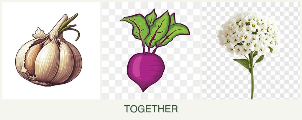 Can you plant garlic, beets and alyssum together?