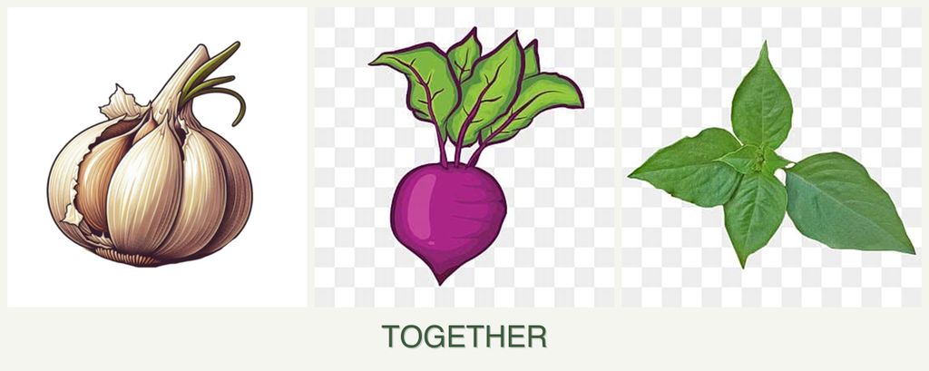 Can you plant garlic, beets and basil together?