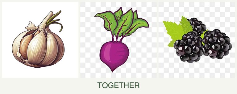 Can you plant garlic, beets and blackberries together?