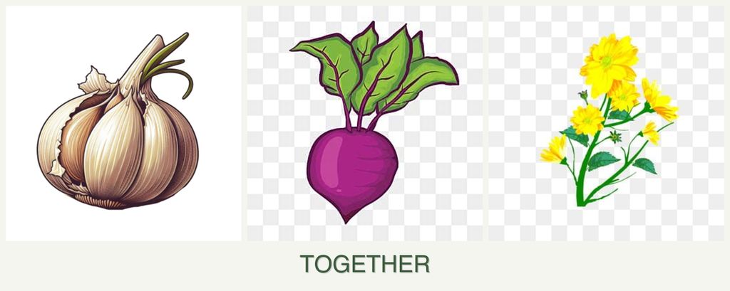 Can you plant garlic, beets and calendula together?