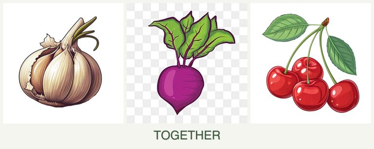 Can you plant garlic, beets and cherries together?