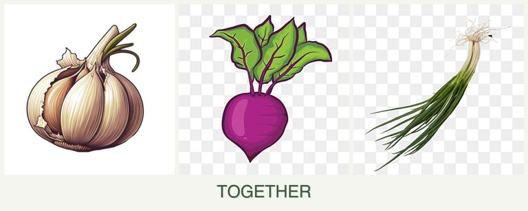 Can you plant garlic, beets and chives together?
