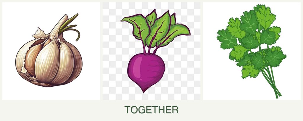 Can you plant garlic, beets and cilantro together?