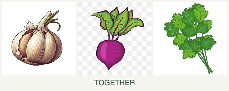 Can you plant garlic, beets and cilantro together?