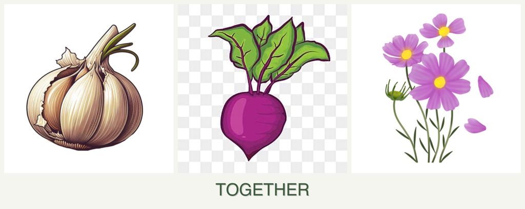 Can you plant garlic, beets and cosmos together?