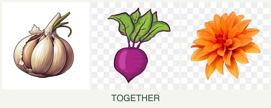 Can you plant garlic, beets and dahlias together?